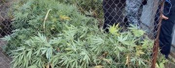 Поліцейські викрили 42-річного жителя Кілії у вирощуванні конопель та зберіганні наркотиків 